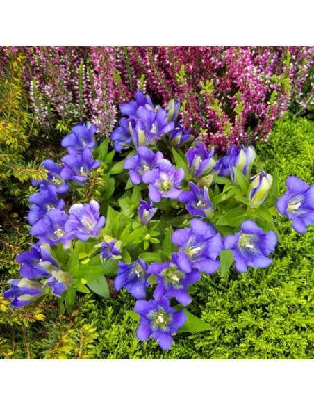 Gentiana scabra 'Luis Blue' - encijan, svišč