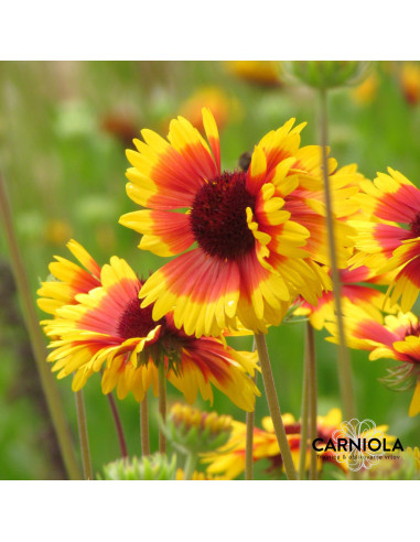 Gaillardia x grandiflora 'Kobold' - trobojnica, gajlardija