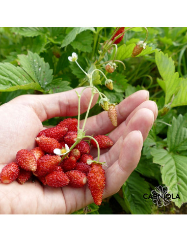 Fragaria vesca var. spemperflorens 'Alexandria' - gozdna jagoda