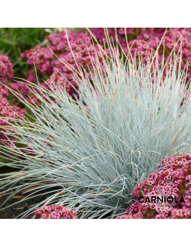 Festuca glauca 'Uchte' - bilnica