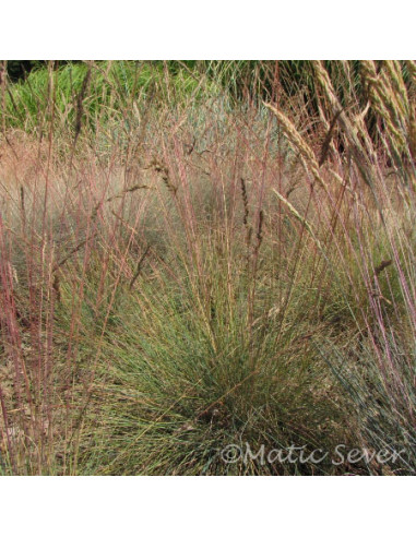 Festuca amethistina - bilnica