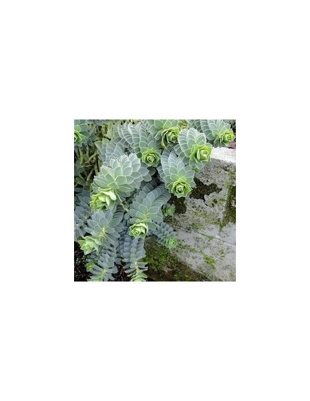 Euphorbia myrsinites - mleček