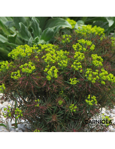 Euphorbia cyparissias 'Fens Ruby' - cipresasti mleček