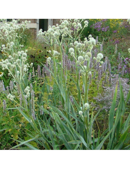 Eryngium yuccifolium - možina
