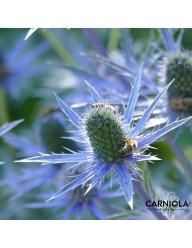 Eryngium bourgatii 'Big Blue'XL - možina