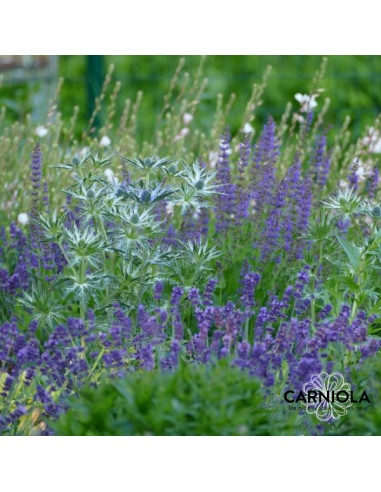 Eryngium bourgatii 'Big Blue'XL - možina