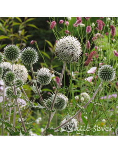 Echinops bannatius 'Star Frost' XL - bodoglavec