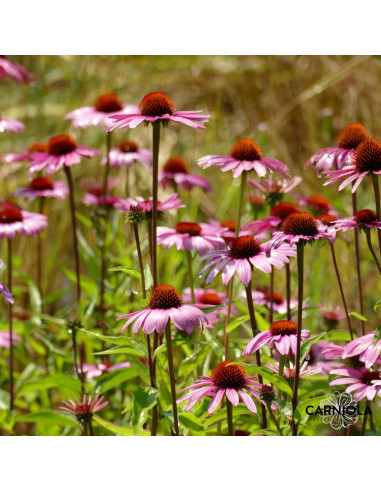 Echinacea purpurea 'Rubinstern' - ameriški slamnik