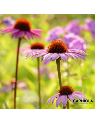 Echinacea purpurea 'Magnus' - ameriški slamnik