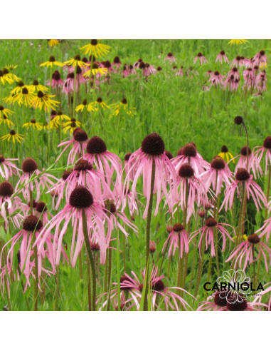 Echinacea pallida -  bledi ameriški slamnik