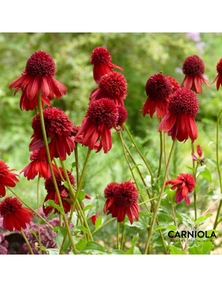 Echinacea 'Eccentric' XL - ameriški slamnik
