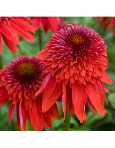 Echinacea 'Eccentric' XL - ameriški slamnik