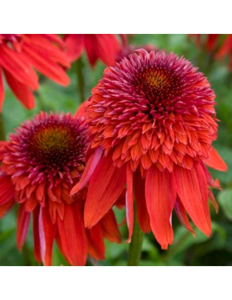 Echinacea 'Eccentric' XL - ameriški slamnik