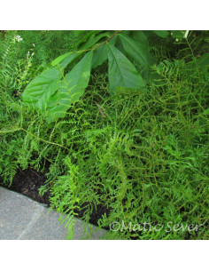 Dryopteris filix-mas 'Linearis Polydactyla' - glistovnica