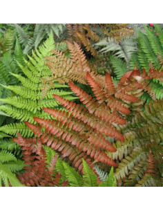 Dryopteris erythrosora 'Brilliance' - rdeča glistovnica