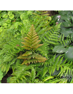 Dryopteris erythrosora 'Brilliance' - rdeča glistovnica 2