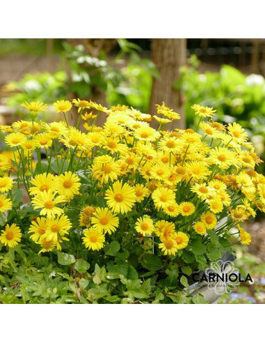 Doronicum orientale 'Leonardo Compact' - divjakovec