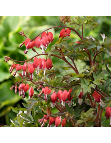 Dicentra spectabilis 'Valentine' - srčki