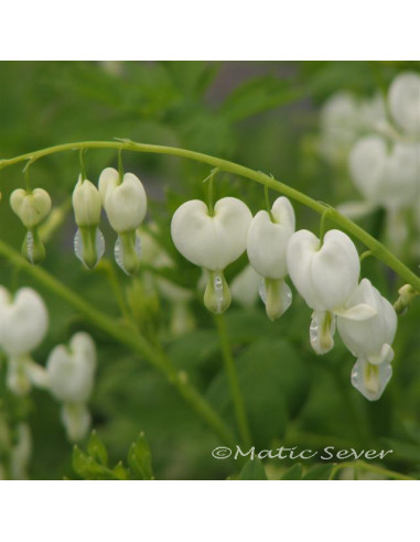 Dicentra spectabilis 'Alba' - lepi srčki