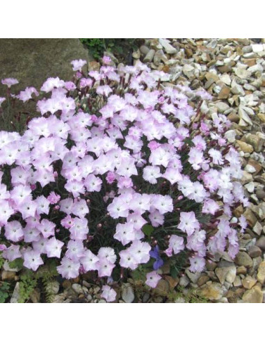 Dianthus 'Whatfield Wisp' - nageljček