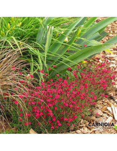 Dianthus deltoides 'Brilliant' - deltasti nagelj