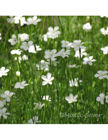 Dianthus deltoides 'Albus' - deltasti nageljček