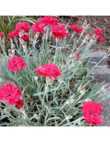 Dianthus 'Bombardier'  - nageljček