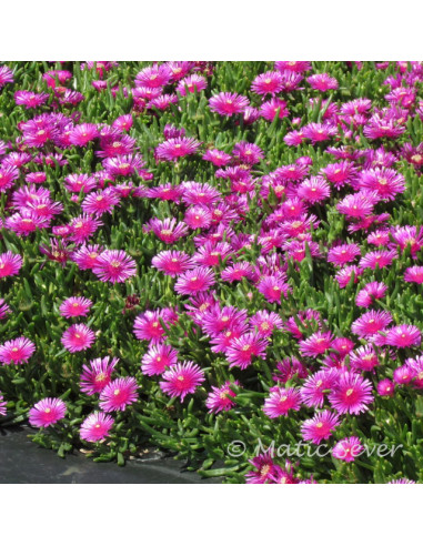 Delosperma cooperi - delosperma