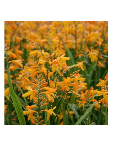 Crocosmia 'George Davidson' - krokozmija