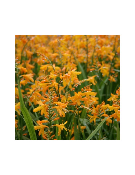 Crocosmia 'George Davidson' XL - krokozmija