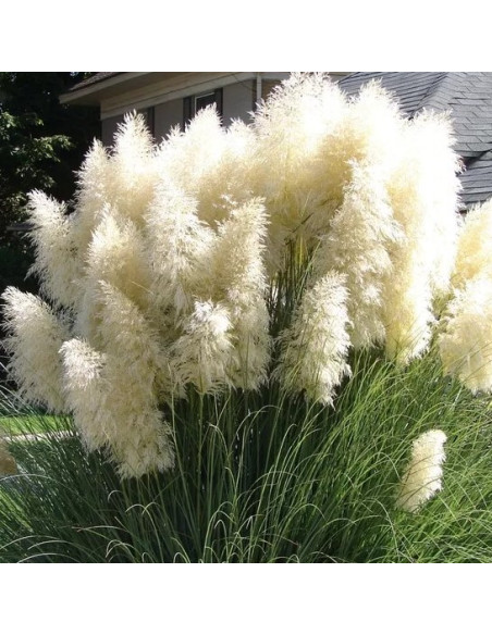 Cortaderia selloana 'White Mistral'- pampaška trava