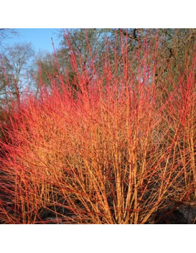 Cornus sanguinea 'Midwinter Fire' - dren