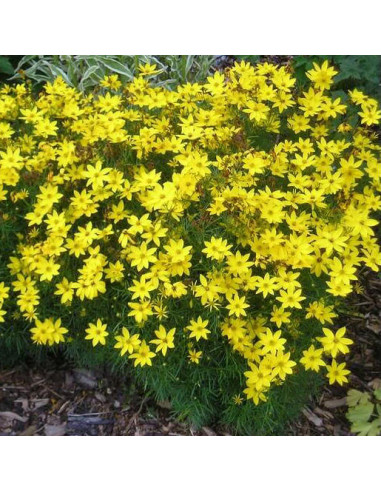 Coreopsis verticillata 'Zagreb' - lepe očke