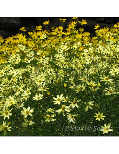 Coreopsis verticillata 'Moonbeam' - lepe očke