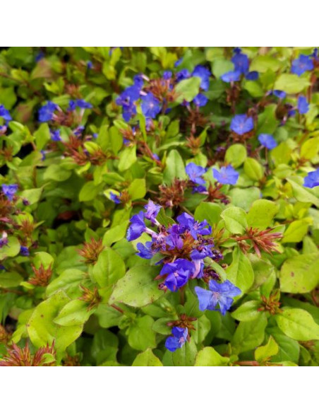 Ceratostigma plumbaginoides - plavica
