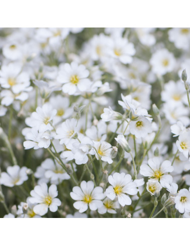 Cerastium tomentosum 'Silberteppich' - smiljka