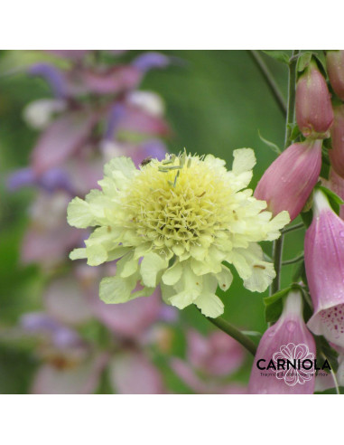 Cephalaria gigantea - obloglavka XL