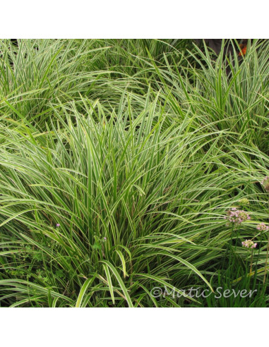 Carex morrowii 'Variegata' - šaš