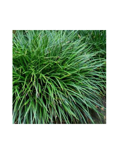 Carex morrowii 'Irish Green' - šaš