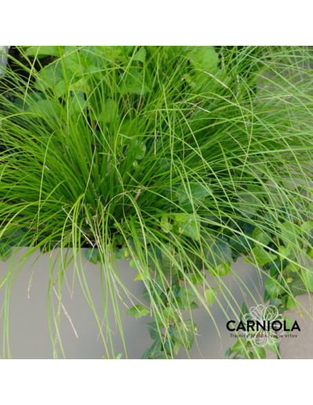 Carex 'Kyoto' - šaš