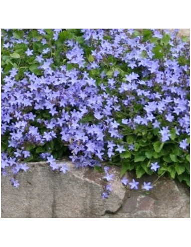 Campanula poscharskyana 'Stella' - zvončnica