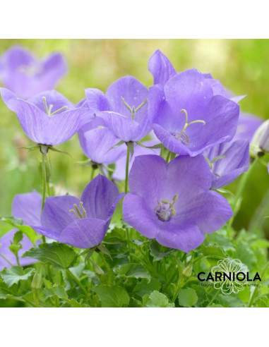 Campanula carpatica 'Blue Uniform'  - karpatska zvončnica