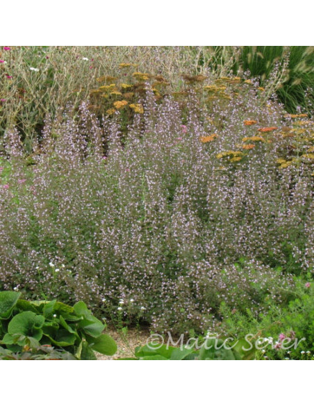 Calamintha nepeta ssp. nepeta 'Blue Cloud Strain' - čober