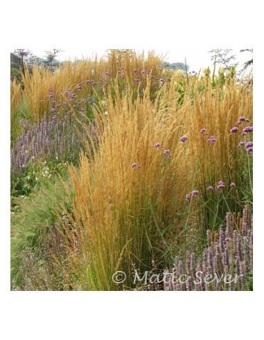 Calamagrostis x acutiflora 'Karl Foerster' XL - šašulica