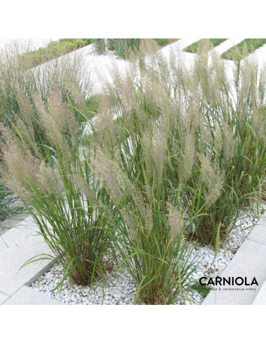 Calamagrostis brachytricha XL - šašulica