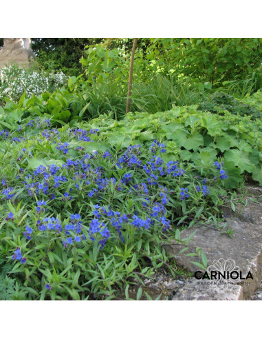 Buglossoides purpurocaerulea - ptičje seme