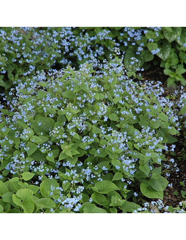 Brunnera macrophylla - kavkaška spominčica