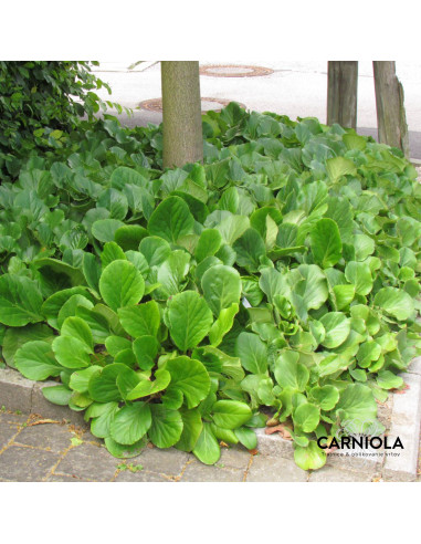 Bergenia cordifolia - bergenija