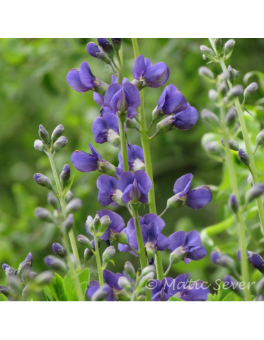 Baptisia australis XL - baptizija