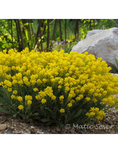 Aurinia saxatile 'Summit' - grobeljnik